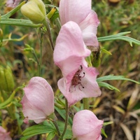 Aconitum napellus 'Rubellum'